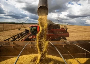 Recuo na safra de grãos na Bahia: produção estimada em 11 milhões de toneladas