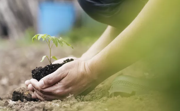 Estado promete o plantio de 100 mil mudas para compensar CO² emitido no Carnaval