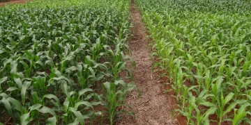 Governo Federal antecipa medidas de auxílio a produtores rurais