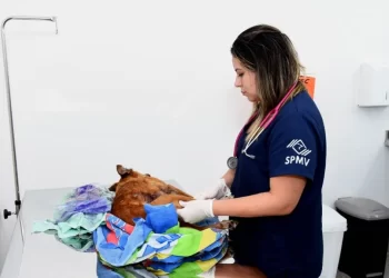 Com todo gás: Hospital Municipal Veterinário realiza mais de 160 atendimentos no primeiro dia de funcionamento