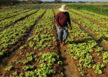 Sancionada lei de crédito para modernização da agricultura familiar
