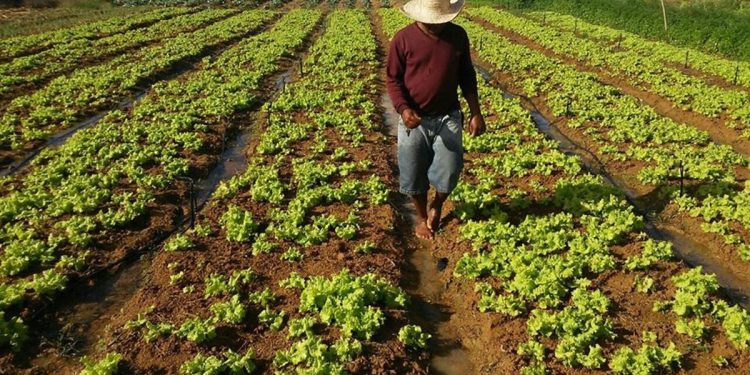 Sancionada lei de crédito para modernização da agricultura familiar