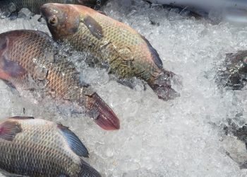 Semana santa: Mercado do Peixe terá mais uma edição do ‘viradão’ de 35 horas