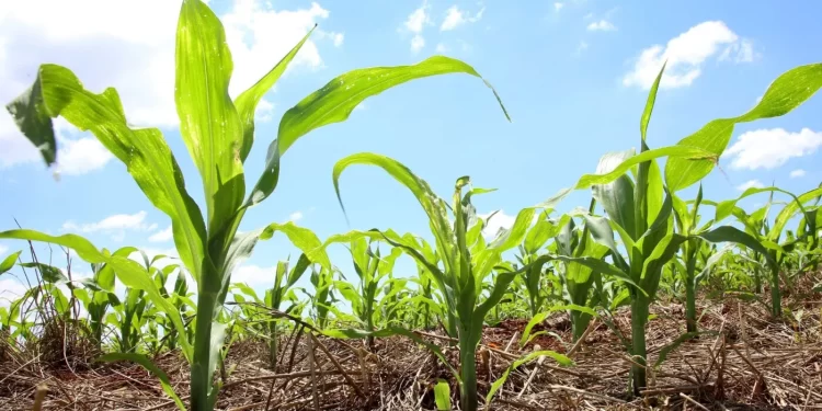 Agricultores familiares irão receber o Garantia-Safra