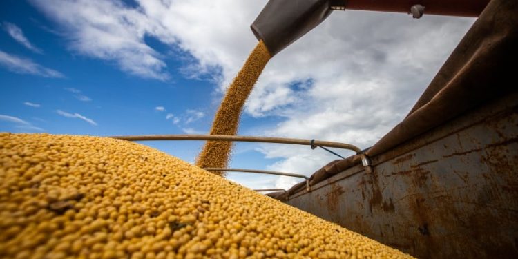 Oeste da Bahia: Colheita da soja se aproxima da metade da área plantada